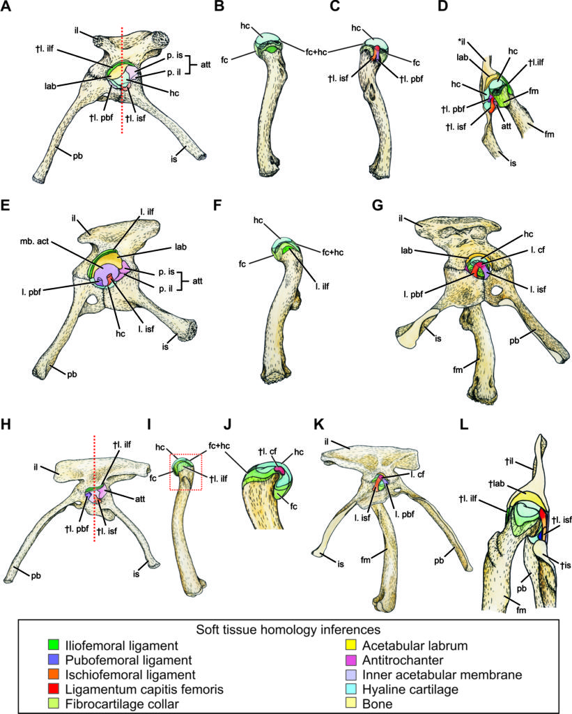 Figure 8. of Tsai, et al., (2018). Hip joint soft tissue reconstructions of Dinosauriformes (A-D, Asilisaurus; E-G, Plateosaurus; H-L, Coelophysoidea. See paper for detailed description